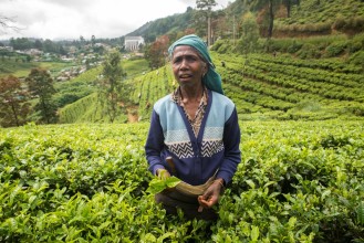 Tea plantation (Nuwara Eliya)
