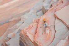 Wasp vs Spider