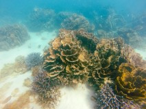 Coral Bay (Sorkeling)